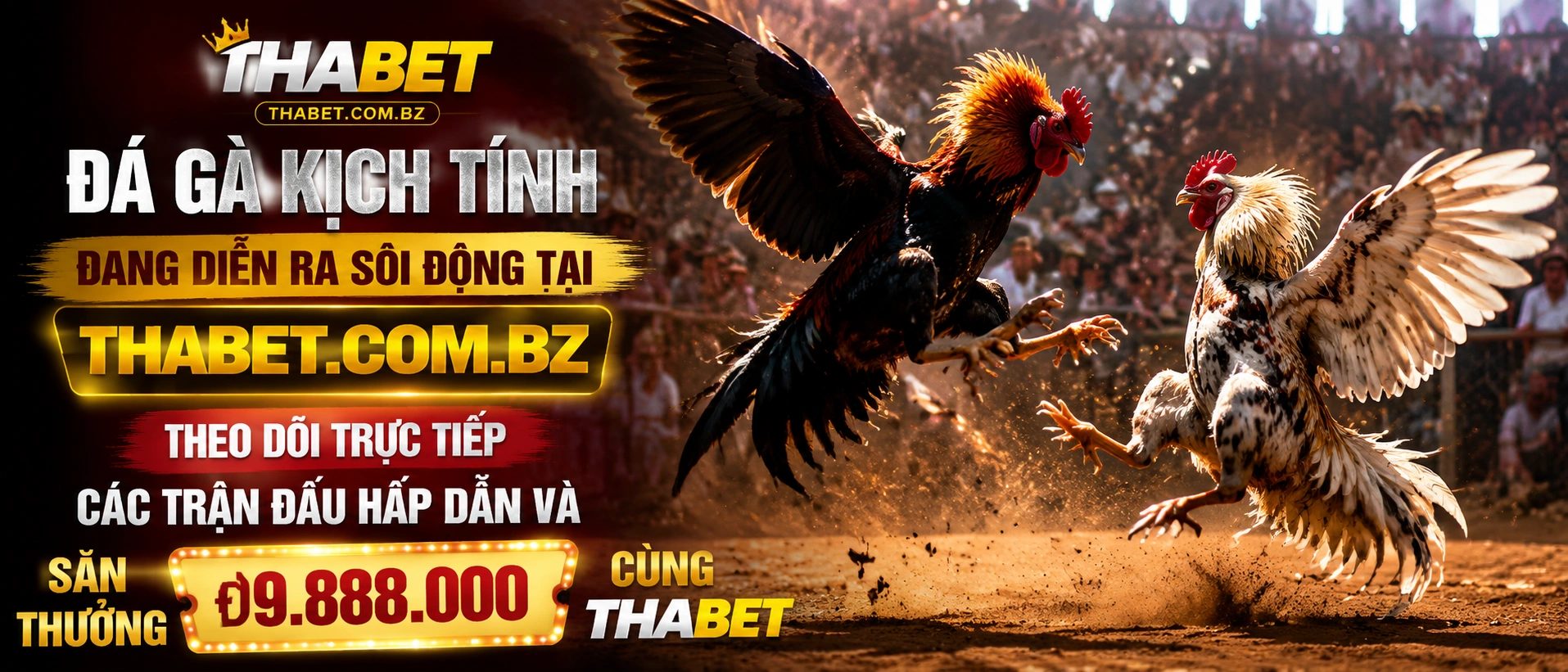 Đá Gà Trực Tiếp nổi bật